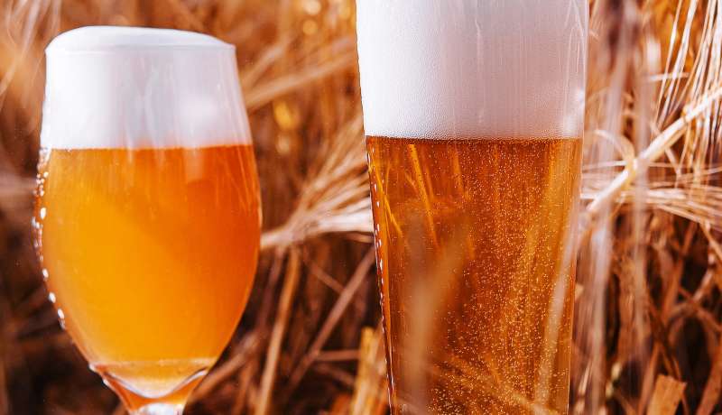 two glasses of beer in a wheat field
